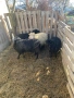 Продавам шутлански овце , снимка 3