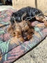 продавам Йорки, снимка 6