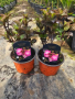 Хортензия дантелено розово, снимка 1 - Градински цветя и растения - 45018029