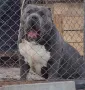 American bully xl, снимка 18