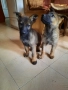 Немска овчарка -сивак, снимка 8