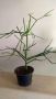 Euphorbia tirucalli Молив храст, снимка 1 - Стайни растения - 45741573