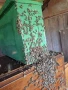 ЕвоРой - примамка за пчелни рояци, снимка 12