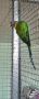  женски сливоглав папагал, снимка 2
