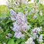 Калифорнийски люляк Хенри Дефозе,  Ceanothus 'Henry Defosee', снимка 11