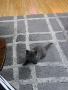 Британски котенца, снимка 7