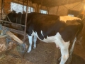 Бремена крава в 7 месец за трето теле , снимка 1