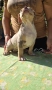 Американско були / American bully XL , снимка 2