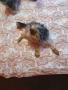  Мини Йорки йоркширски териер 4 кученца, снимка 9
