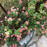 Корен хризантема цикламена бяла и червена, снимка 4 - Градински цветя и растения - 40699216