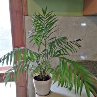 Палма "Хамедорея елеганс" , снимка 2 - Стайни растения - 45154452