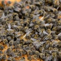 Силни, работещи пчелни отводки ДБ доставка София, снимка 1 - За пчели - 45218243