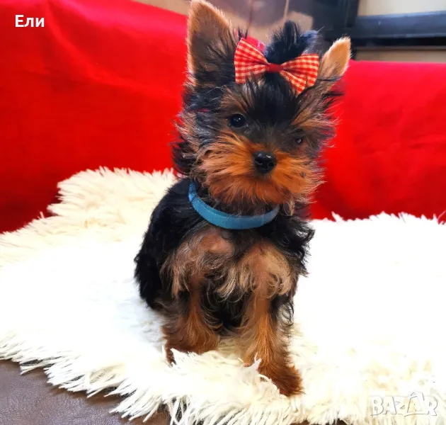 супер мини йорки момче на 5-месеца, снимка 1