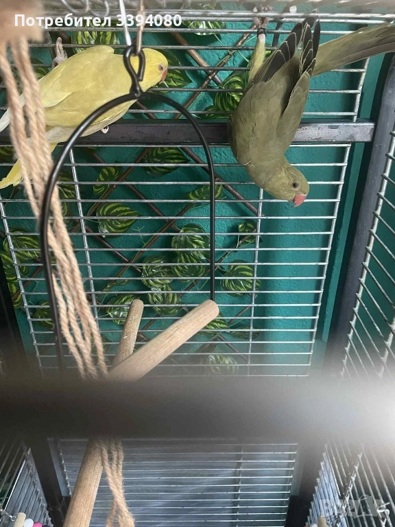 Папагали малки Александри , снимка 1