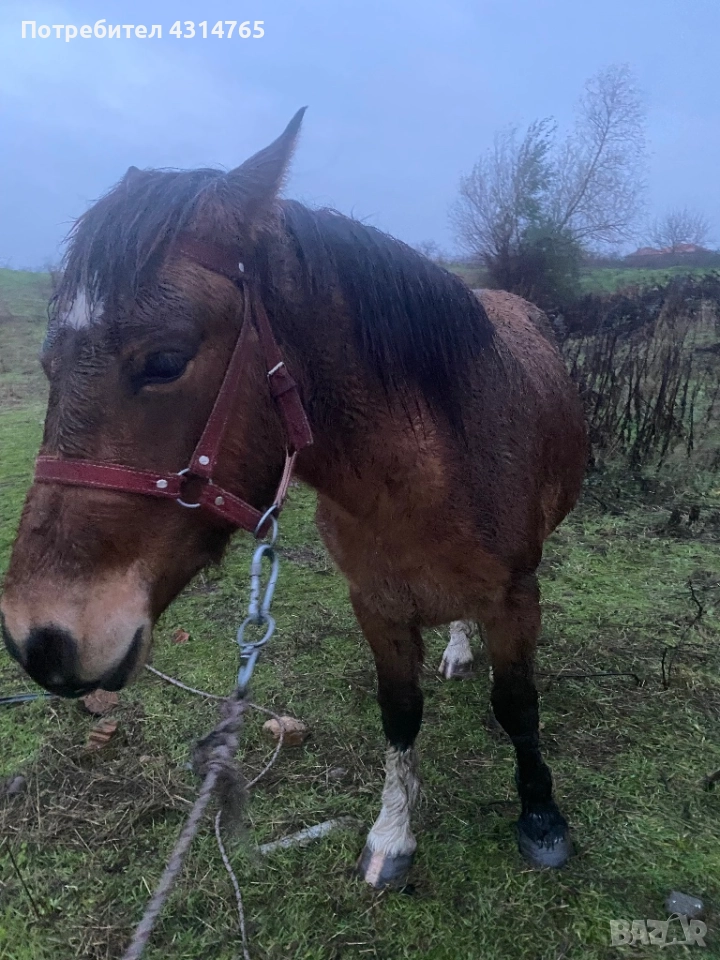 Продавам 2-годишно женско конче за повече инфо звънете, снимка 1