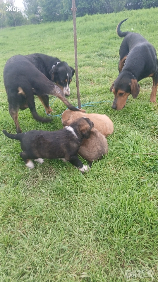 Гочета български на два месеца. , снимка 1