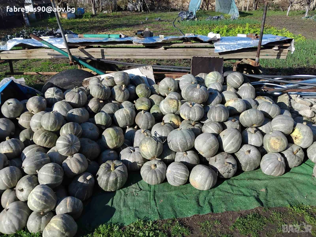 Тикви - дребни , снимка 1