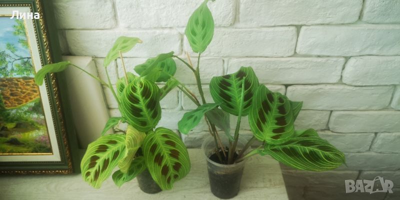 Маранта лайт вейнс/Maranta light veins/, снимка 1