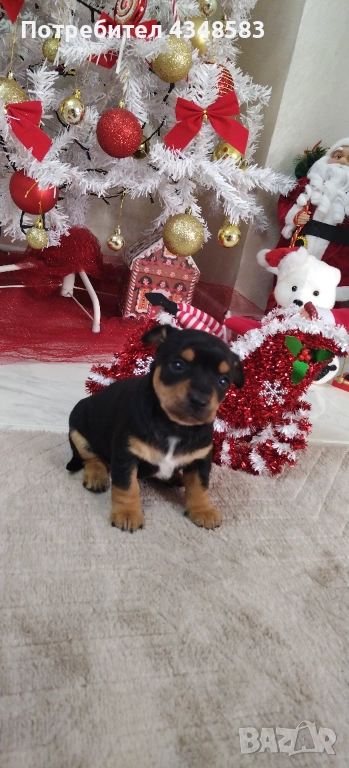 Пинчер, снимка 1