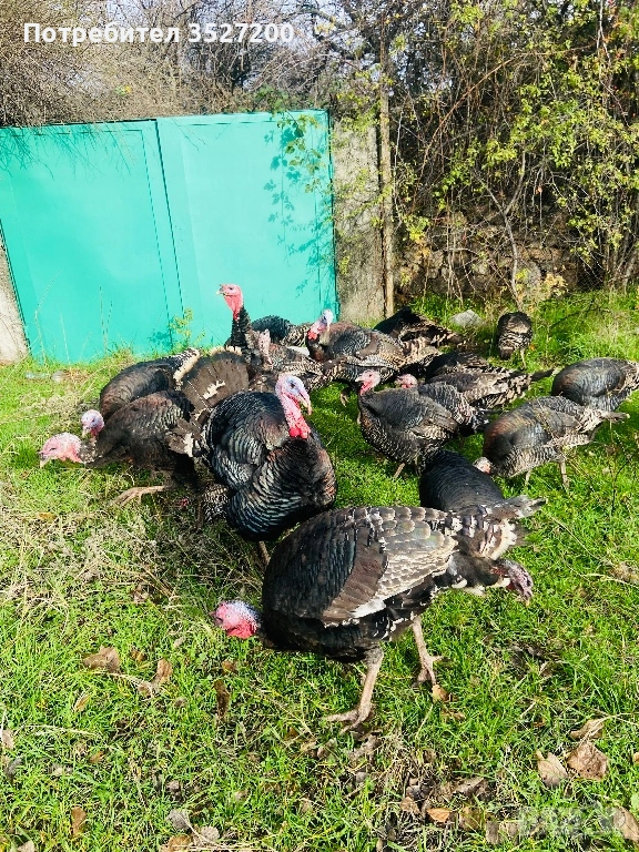  домашни пуйки , снимка 1