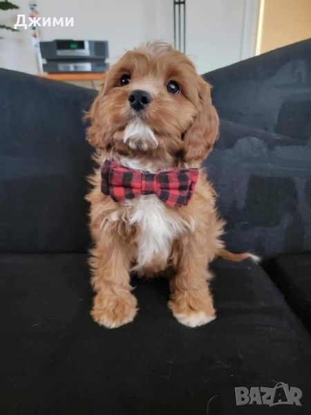 КАВАПУ Cavapoo, снимка 1