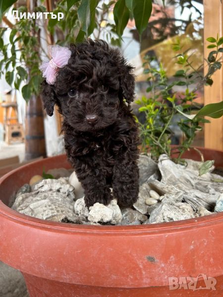 Той пудел Toy poodle , снимка 1