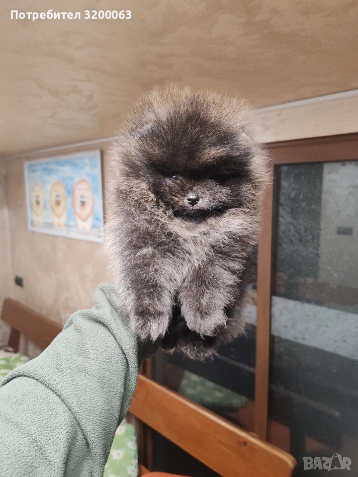 Померан мини мъжки и женско , снимка 1