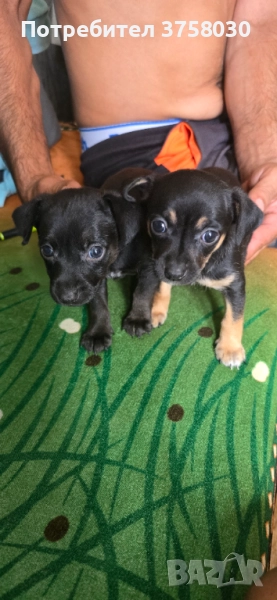 Продавам Мини Пинчери, снимка 1