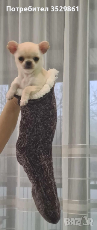 Мини чихуахуа , снимка 1