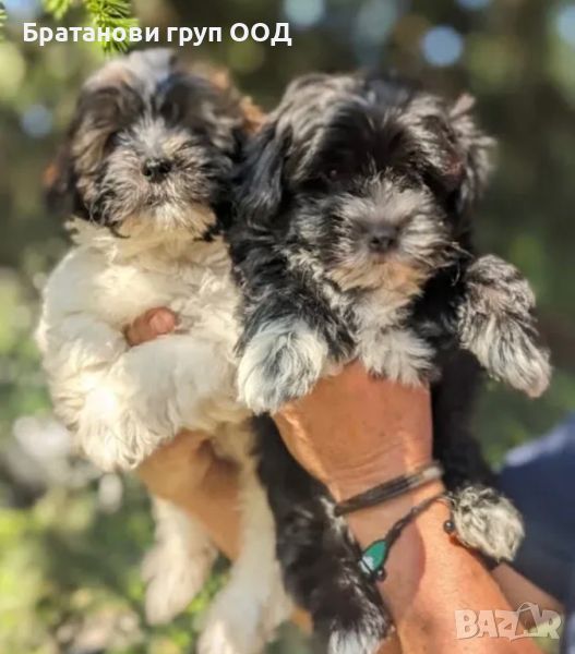 Хаванска болонка , снимка 1