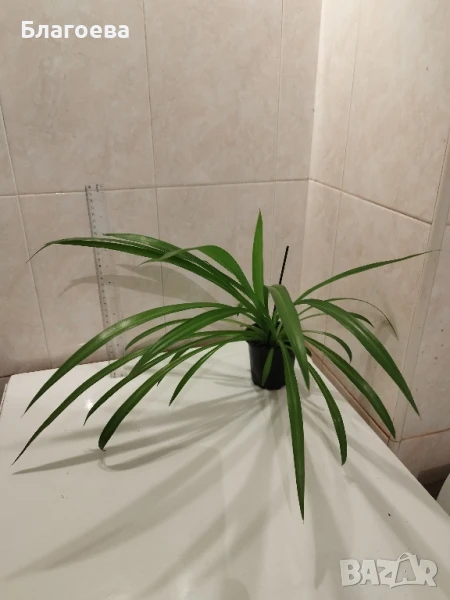 Алиум бял / Alium triquetrum, снимка 1