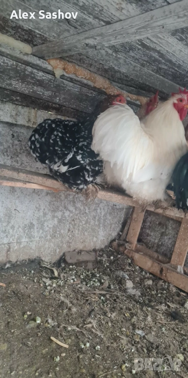 Мини кохин , снимка 1