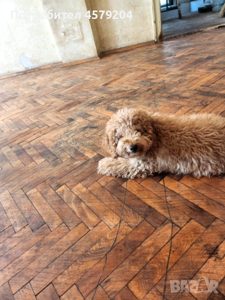 Продава се Пудел , снимка 1