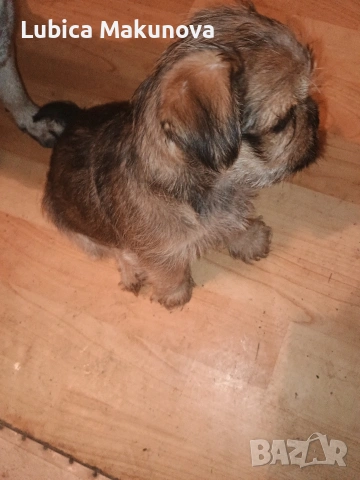 Мопс, снимка 5 - Йоркширски териер - 52815160