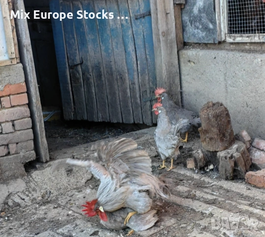 Оплодени 🥚🥚от легхорн лавандула 