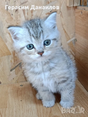 шотландски котки, снимка 6 - Британска късокосместа - 54044750