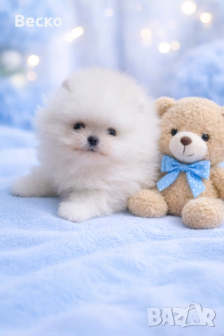 Померан мини мъжко , снимка 7 - Померан - 54110021