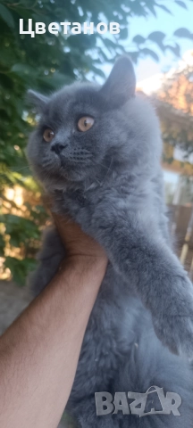 Британска дългокосместа , снимка 2 - Други животни - 51527217
