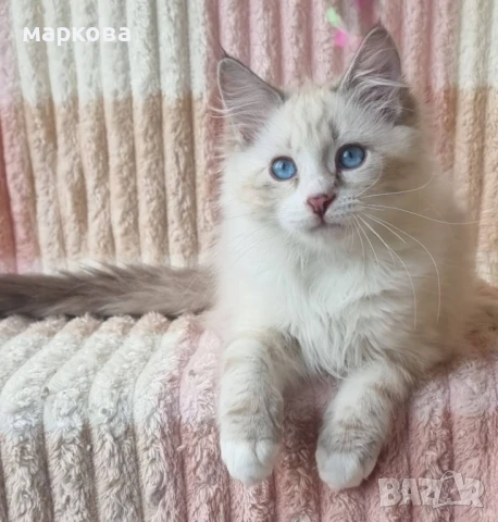 Сибирска-Невска маскарадна, снимка 5 - Сибирски - 41361142