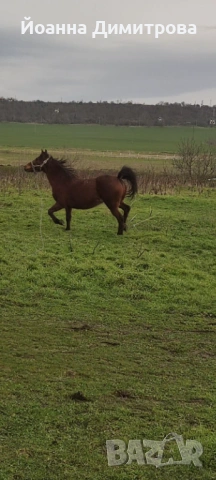 Дванадесет годишна кобила! ПРОДАВАМ! 