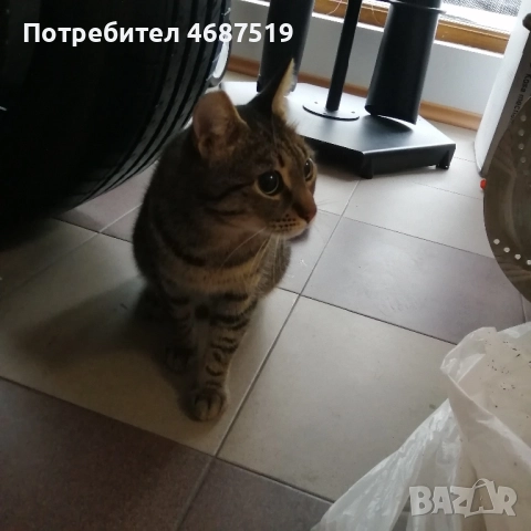 Търсим дом на Тъчи, снимка 5 - Други - 52847802