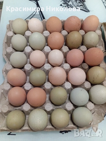 Домашни яйца