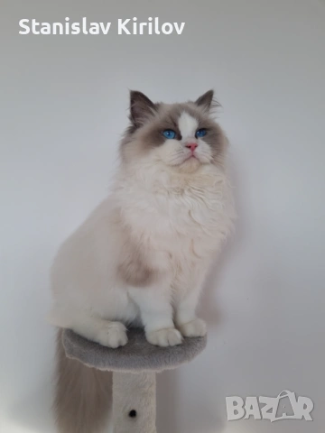 Женски рагдол си търси родословен партньор