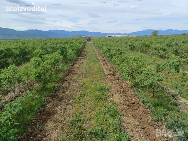 Набирам розоберачи, снимка 5 - Други оферти за работа - 53737419