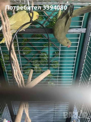 Папагали малки Александри 