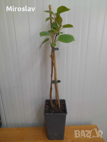 Киви Голд-(Златно киви), снимка 6 - Градински цветя и растения - 53878389