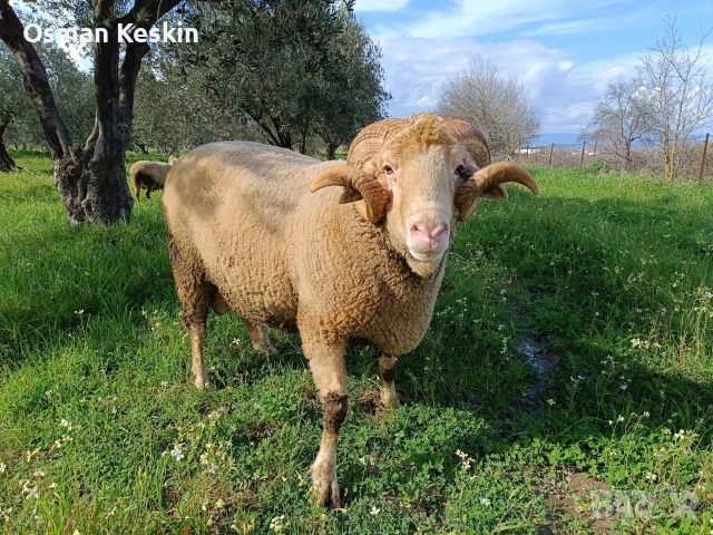 Кочове , снимка 3 - Овце - 54194016