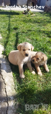 Лабрадор , снимка 4 - Лабрадор ретривър - 53872181