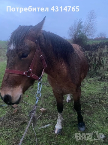 Продавам 2-годишно женско конче за повече инфо звънете