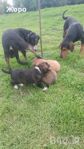 Гочета български на два месеца. 